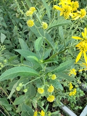 Verbesina alternifolia