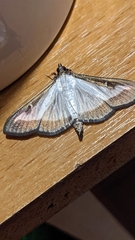 Cydalima perspectalis