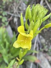 Oenothera parviflora