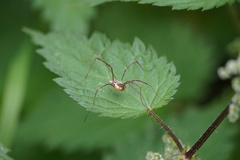 Mitopus