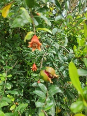 Punica granatum