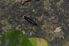 Staphylinini