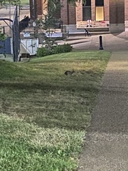 Sylvilagus floridanus