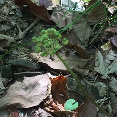 Allium tricoccum