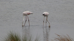 Phoenicopterus roseus