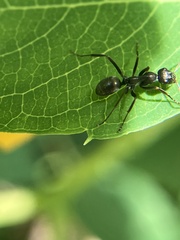 Formica fusca