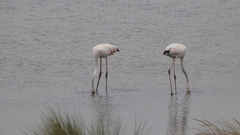 Phoenicopterus roseus