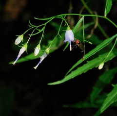 Melanostoma mellinum