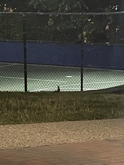 Sylvilagus floridanus