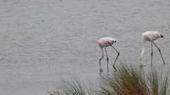 Phoenicopterus roseus