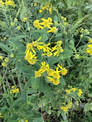 Verbesina alternifolia