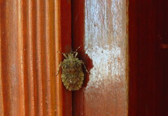 Amasenus corticalis