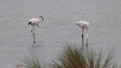 Phoenicopterus roseus