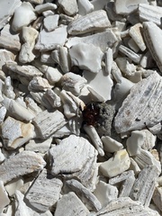 Coleoptera
