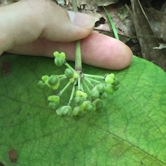 Allium tricoccum