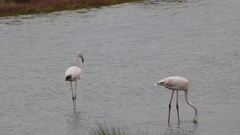 Phoenicopterus roseus
