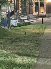 Sylvilagus floridanus