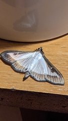 Cydalima perspectalis