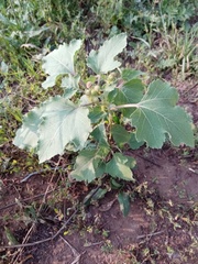 Xanthium orientale riparium