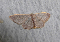 Idaea distinctaria