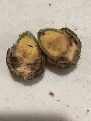 Callirhytis eldoradensis