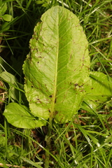 Rumex obtusifolius