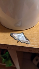 Cydalima perspectalis