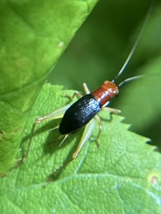 Phyllopalpus pulchellus