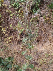 Lactuca virosa