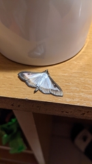 Cydalima perspectalis