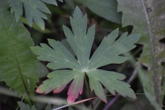 Geranium richardsonii