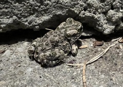 Bufotes viridis viridis