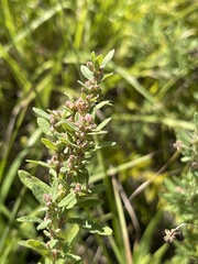 Crocanthemum bicknellii