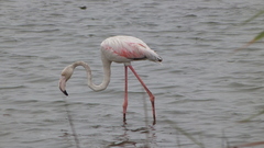Phoenicopterus roseus