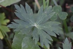 Geranium richardsonii