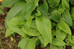 Symphytum officinale
