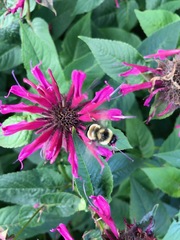 Bombus affinis