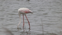 Phoenicopterus roseus