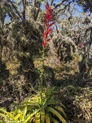 Tillandsioideae