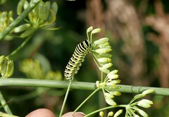Papilio machaon