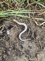 Plestiodon septentrionalis