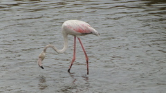 Phoenicopterus roseus