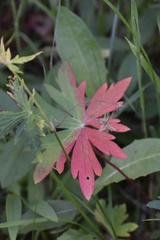 Geranium richardsonii