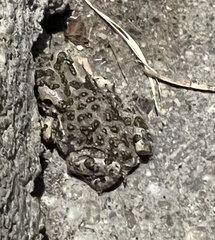 Bufotes viridis viridis
