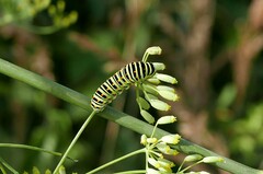 Papilio machaon