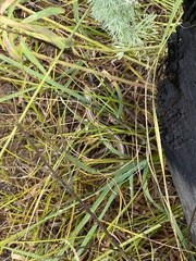 Plestiodon septentrionalis