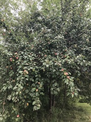 Malus domestica