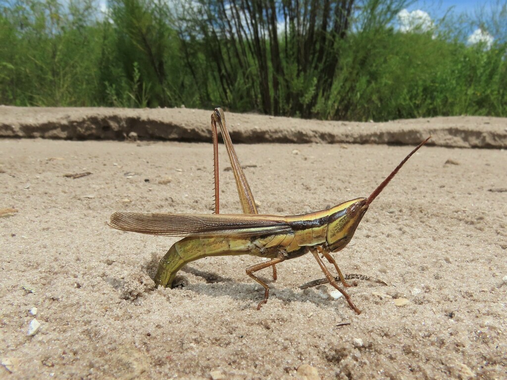Eastern Mermiria Grasshopper