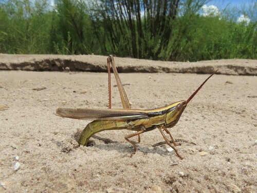 Eastern Mermiria Grasshopper