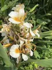 Hedychium coronarium